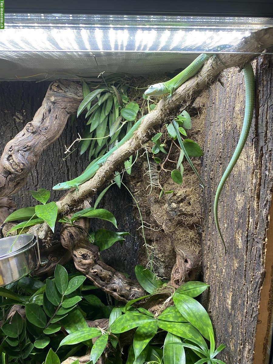 Bild 3: 1.0.2 Gastropholis prasina zu verkaufen