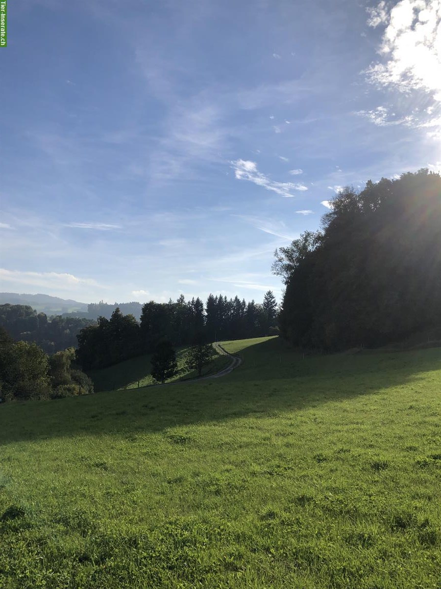 Bild 3: Auslaufbox mit Weide in Schlossrued AG