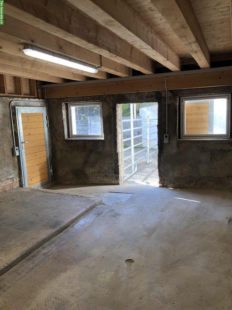 Bild 7: Auslaufbox mit Weide in Schlossrued AG