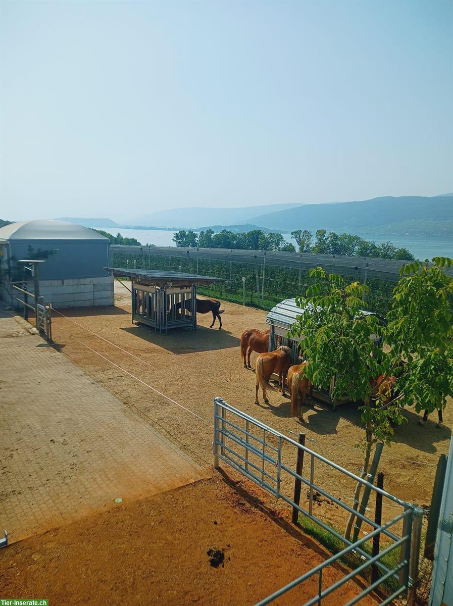 Freie Plätze im Aktiv Offenstall in 2575 Gerolfingen BE