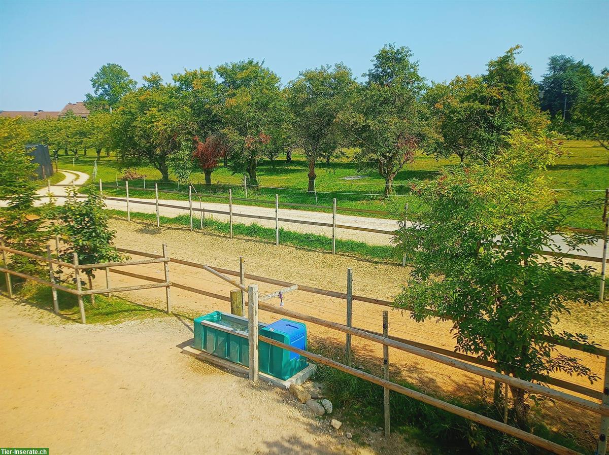 Bild 2: Freie Plätze im Aktiv Offenstall in 2575 Gerolfingen BE