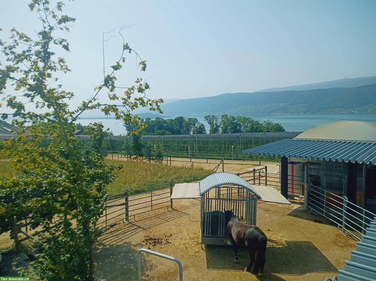 Bild 3: Freie Plätze im Aktiv Offenstall in 2575 Gerolfingen BE