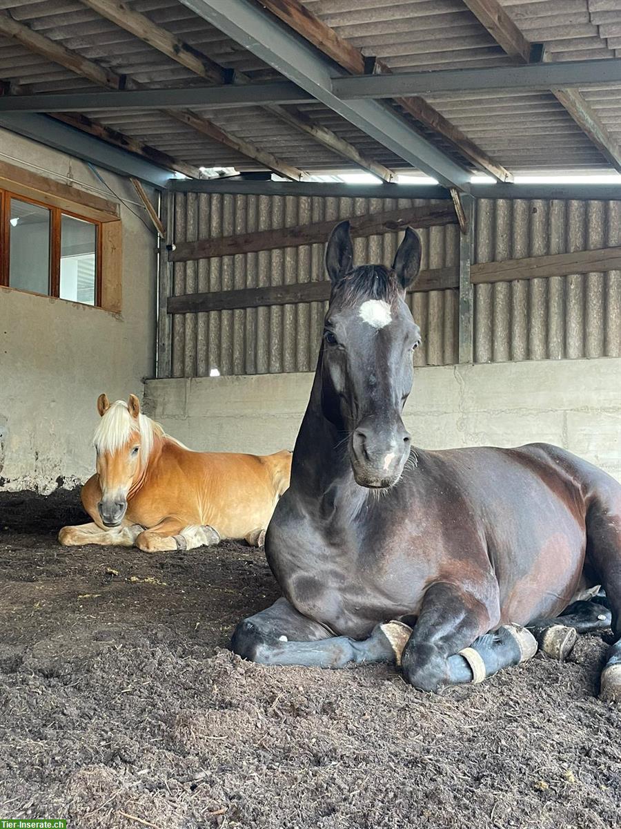 Bild 4: Freie Plätze im Aktiv Offenstall in 2575 Gerolfingen BE