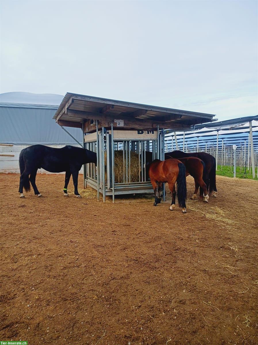 Bild 5: Freie Plätze im Aktiv Offenstall in 2575 Gerolfingen BE