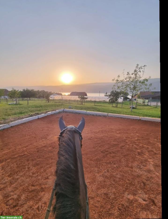 Bild 6: Freie Plätze im Aktiv Offenstall in 2575 Gerolfingen BE