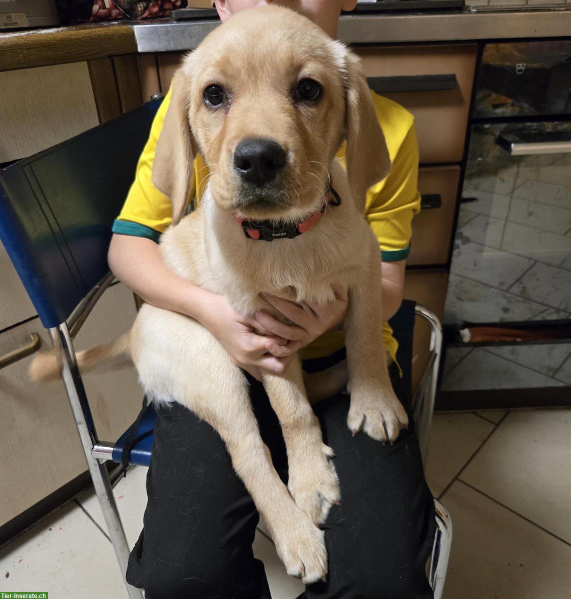 Labrador Welpe Ella (Weibchen) sucht Für-immer-Zuhause