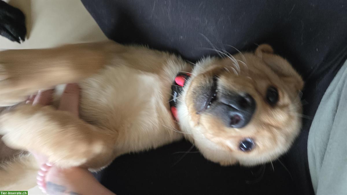 Bild 2: Labrador Welpe Ella (Weibchen) sucht Für-immer-Zuhause