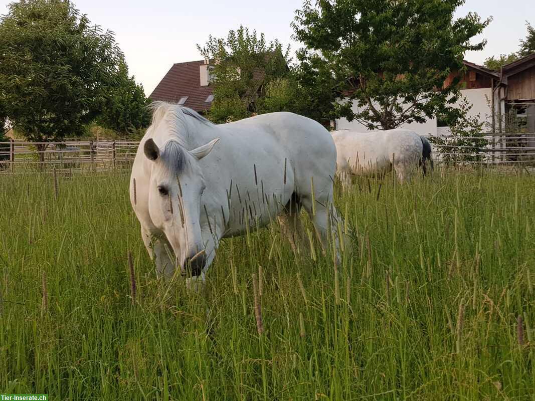 Offenstallplatz frei mit Paddock-Trail, Allergiker geeignet, Detligen