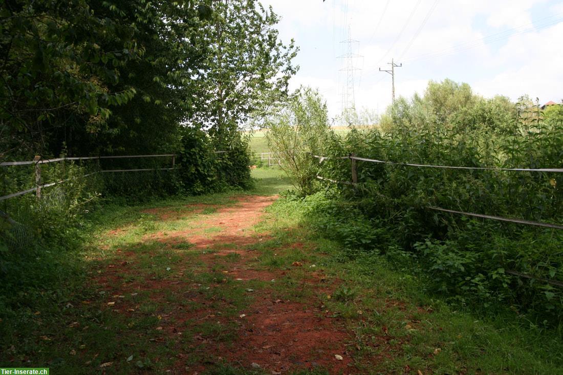 Bild 2: Offenstallplatz frei mit Paddock-Trail, Allergiker geeignet, Detligen