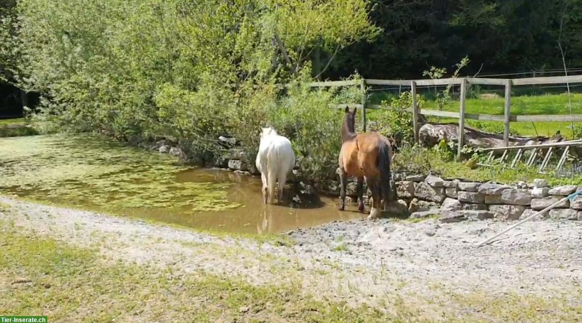 Bild 3: Offenstallplatz frei mit Paddock-Trail, Allergiker geeignet, Detligen