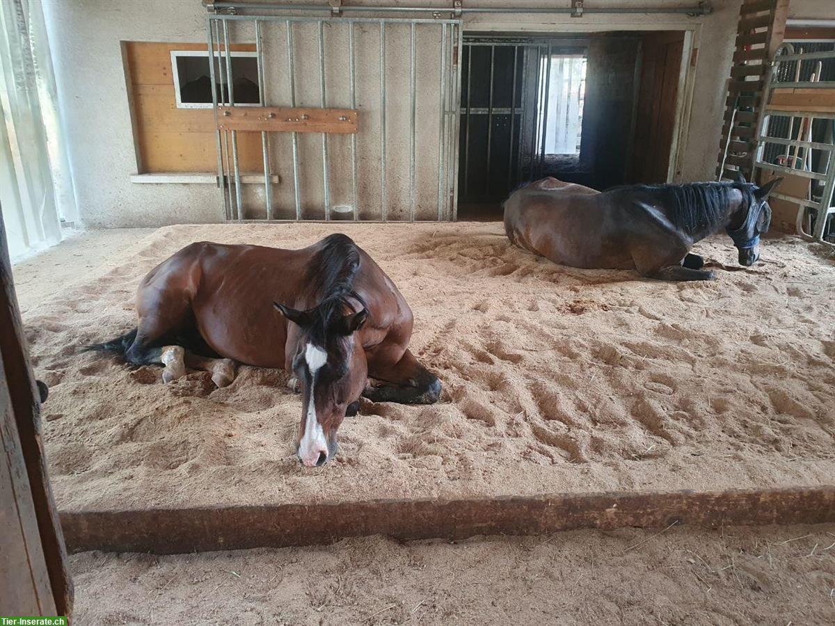 Bild 4: Offenstallplatz frei mit Paddock-Trail, Allergiker geeignet, Detligen