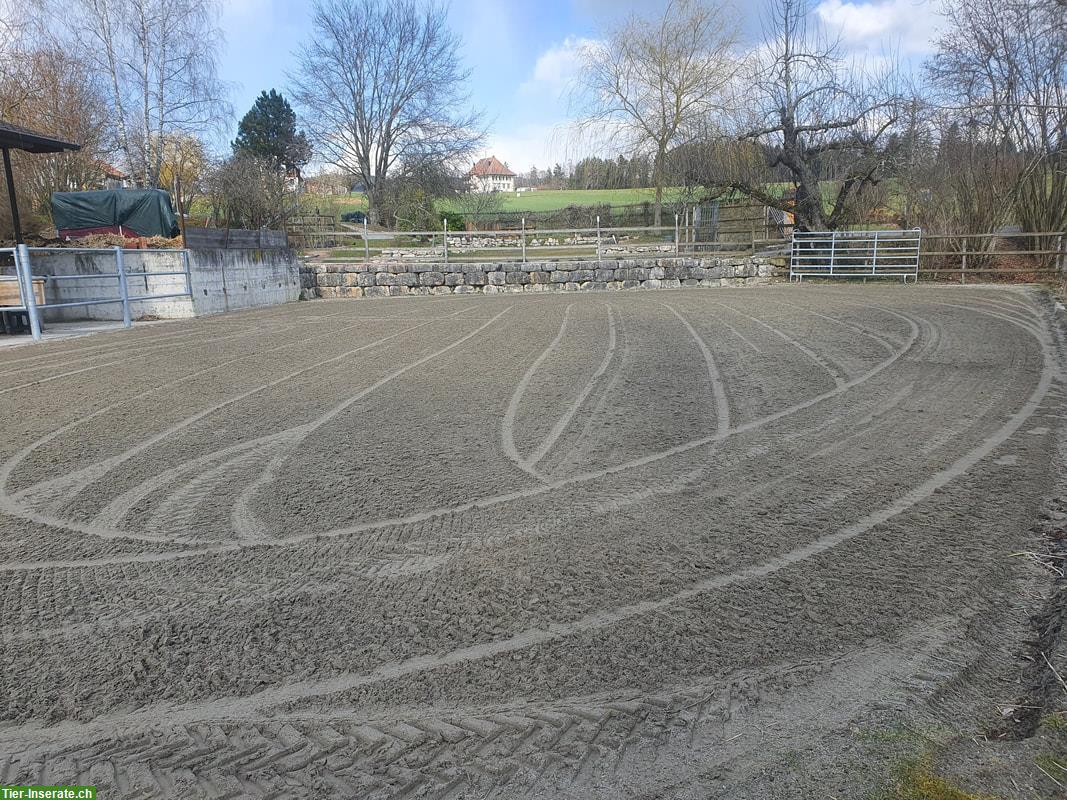Bild 5: Offenstallplatz frei mit Paddock-Trail, Allergiker geeignet, Detligen