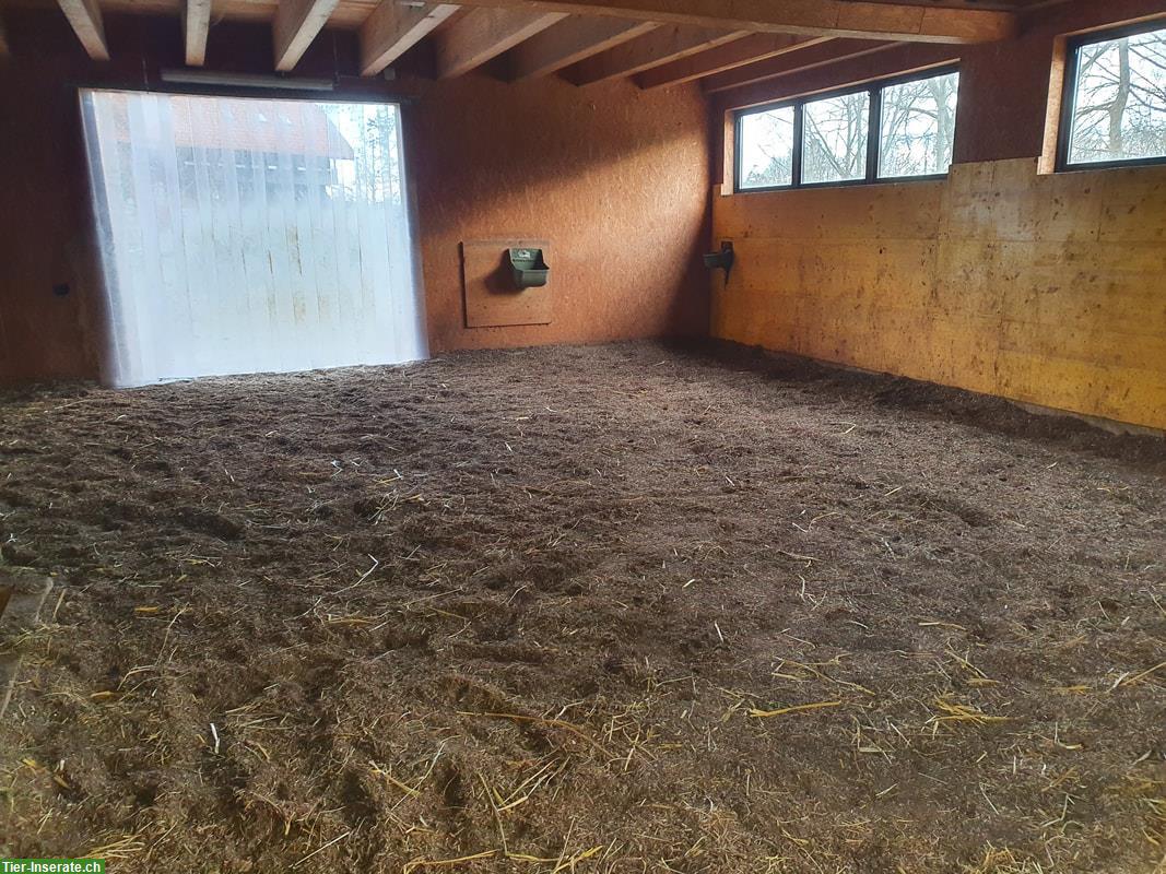 Bild 6: Offenstallplatz frei mit Paddock-Trail, Allergiker geeignet, Detligen