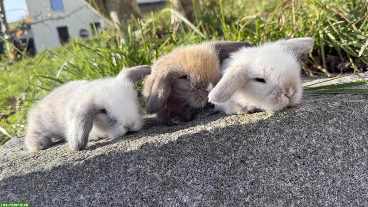 Teddywidder zu verkaufen, langhaarig, reinrassig
