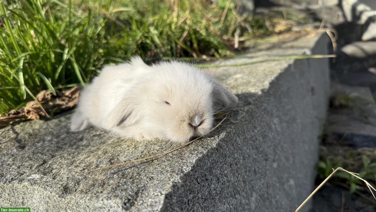 Bild 2: Teddywidder zu verkaufen, langhaarig, reinrassig