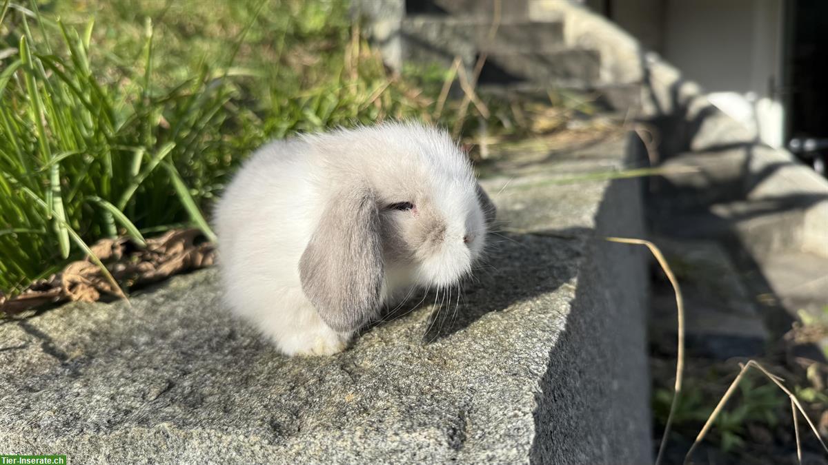 Bild 3: Teddywidder zu verkaufen, langhaarig, reinrassig