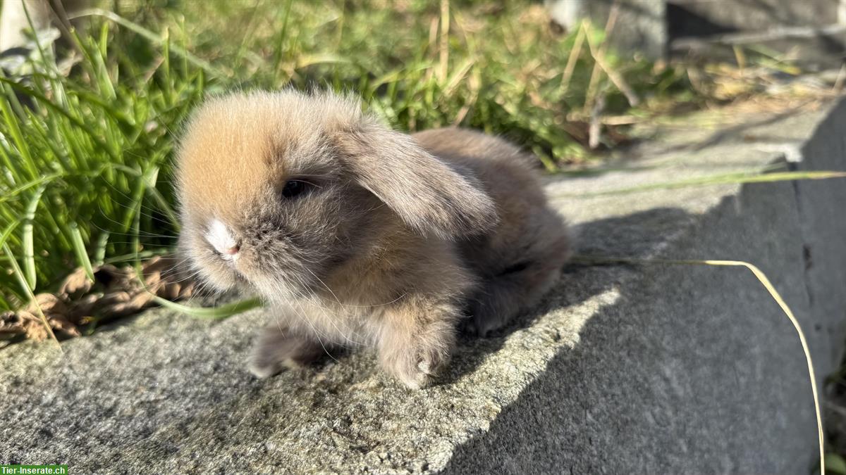 Bild 4: Teddywidder zu verkaufen, langhaarig, reinrassig