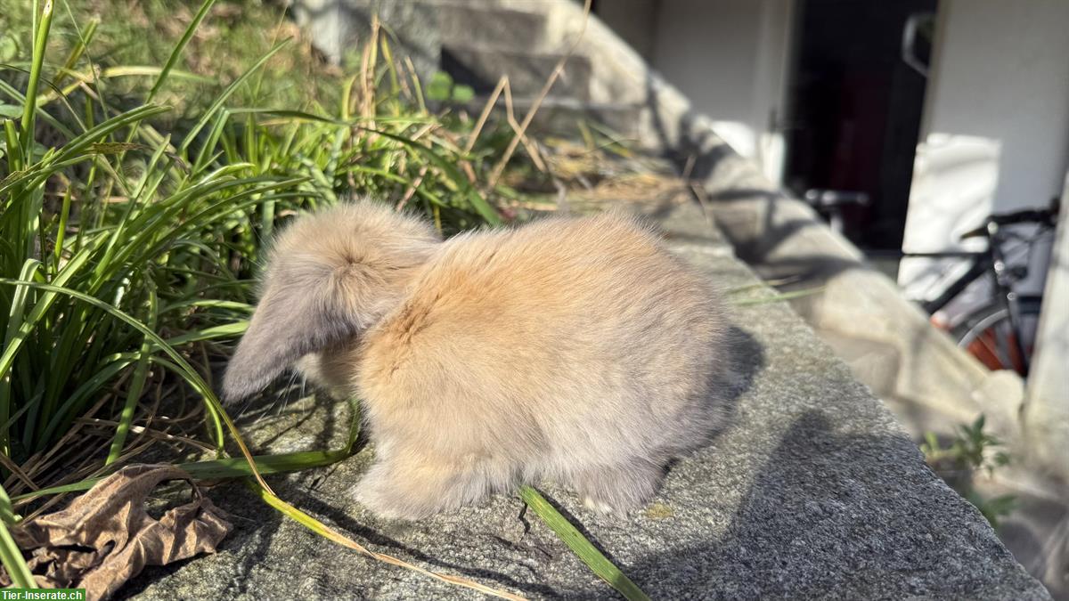 Bild 5: Teddywidder zu verkaufen, langhaarig, reinrassig