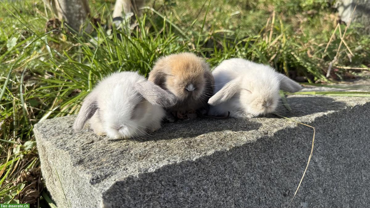 Bild 6: Teddywidder zu verkaufen, langhaarig, reinrassig