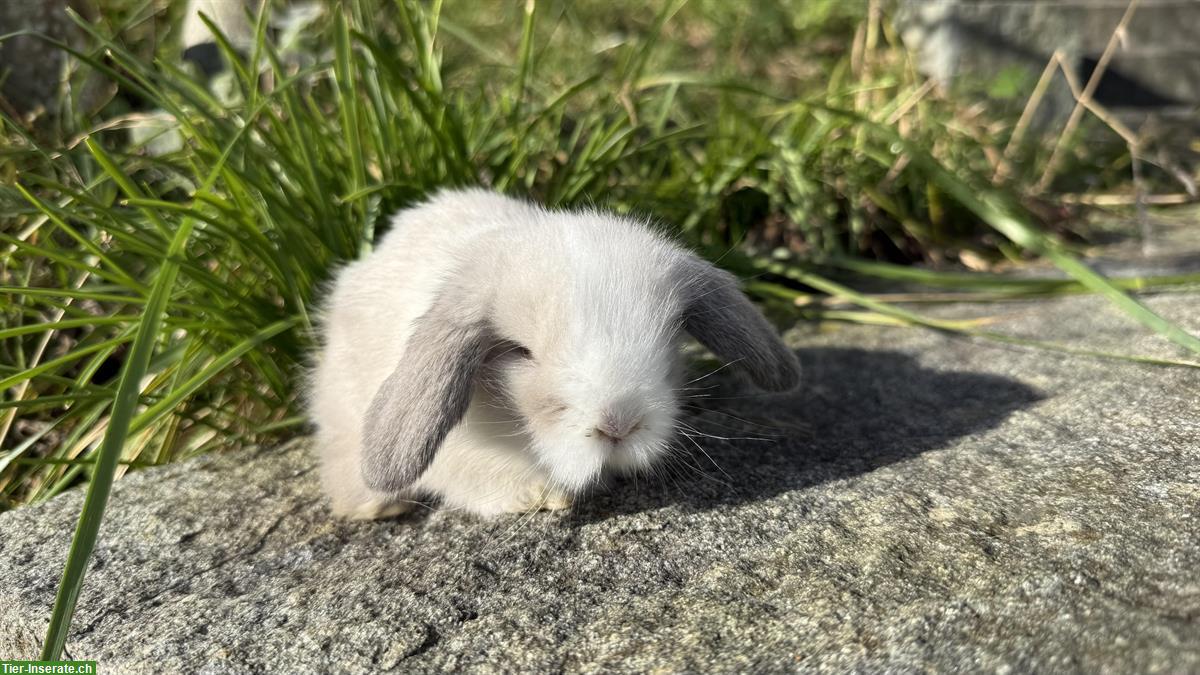 Bild 7: Teddywidder zu verkaufen, langhaarig, reinrassig