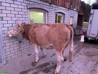 Bio Simmentaler Rind, handzahm, mit Horn