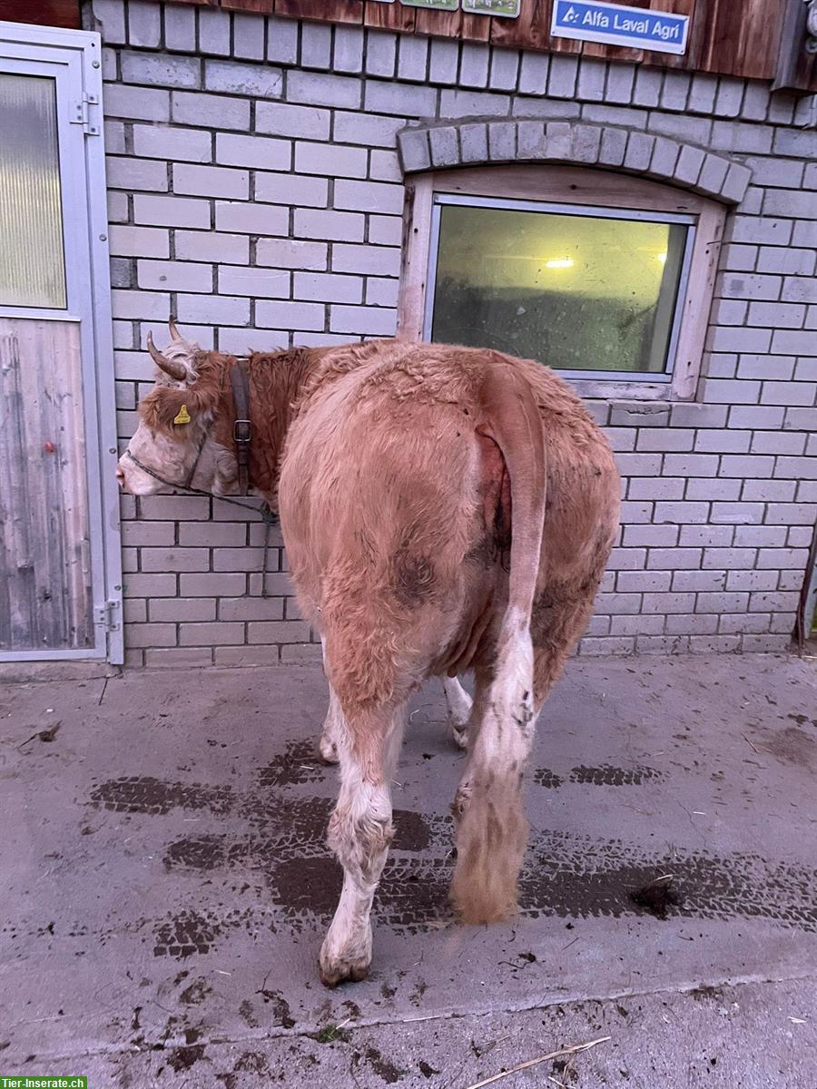 Bild 2: Bio Simmentaler Rind, handzahm, mit Horn