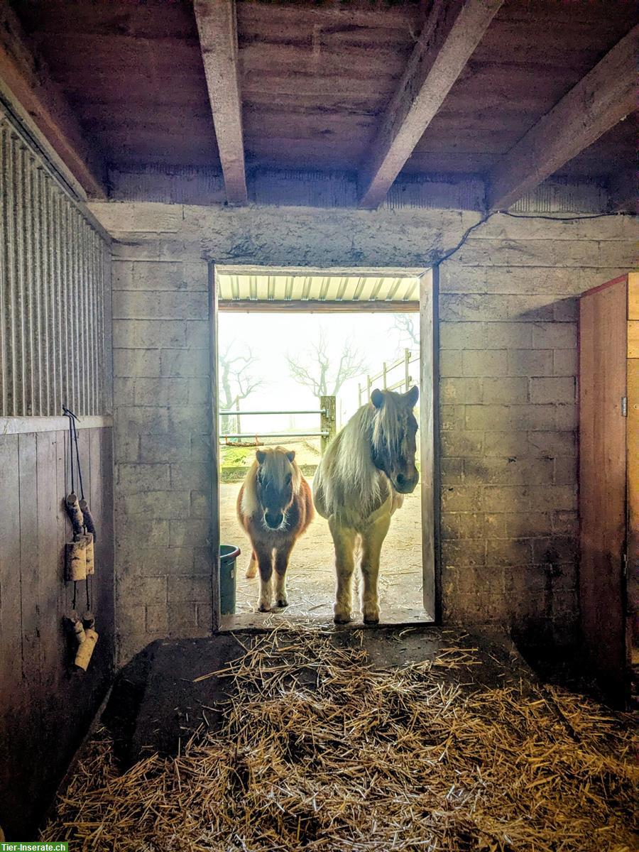 Pensionsplatz in kleiner Shettyherde zu vergeben // Selbstversorger