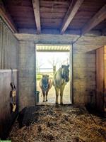 Pensionsplatz in kleiner Shettyherde zu vergeben // Selbstversorger