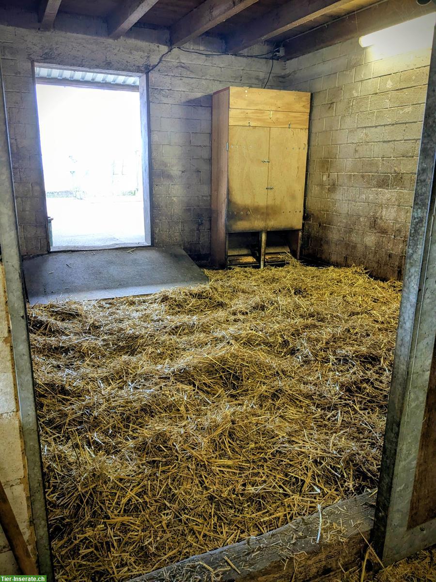 Bild 2: Pensionsplatz in kleiner Shettyherde zu vergeben // Selbstversorger