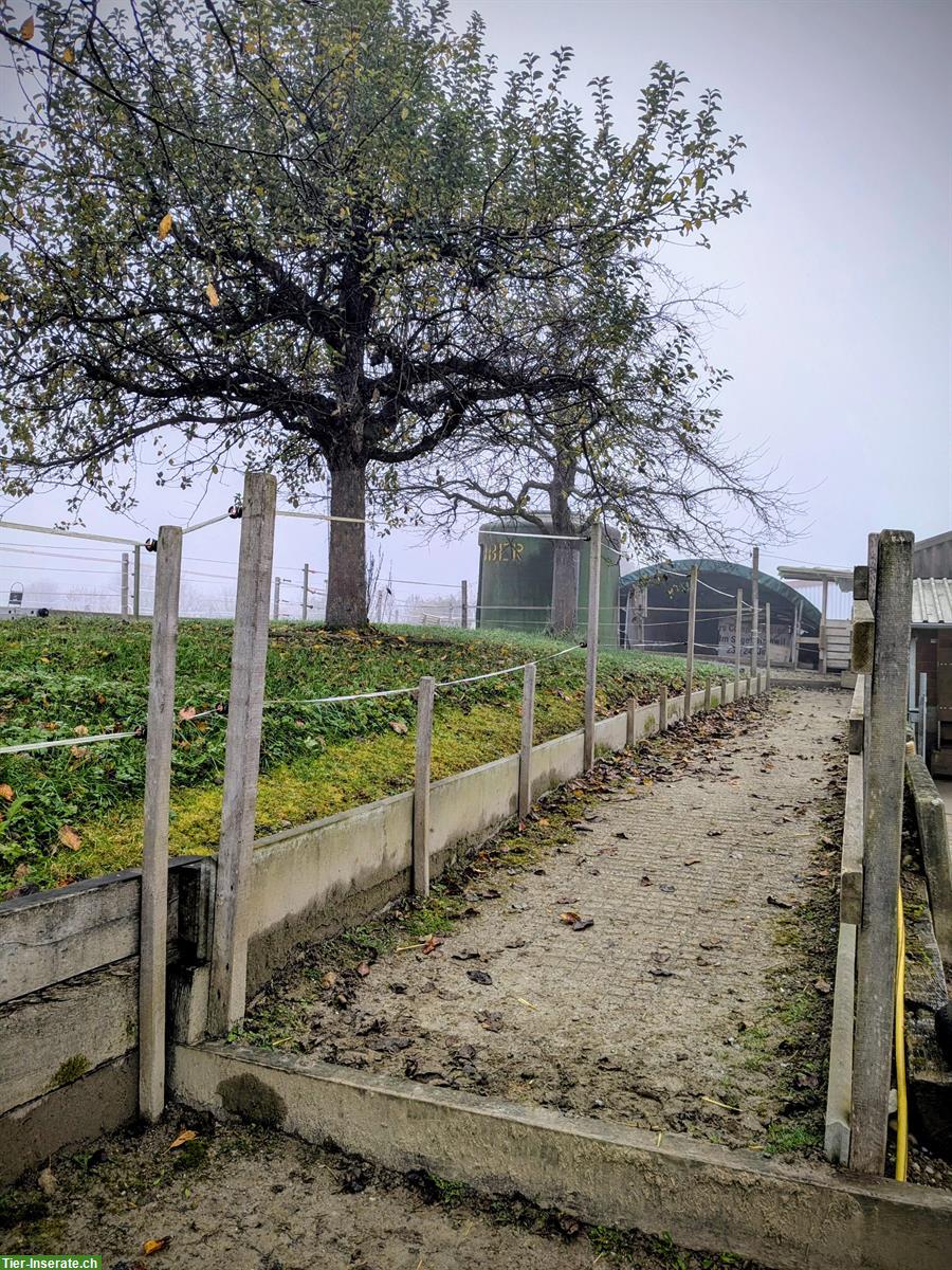 Bild 4: Pensionsplatz in kleiner Shettyherde zu vergeben // Selbstversorger