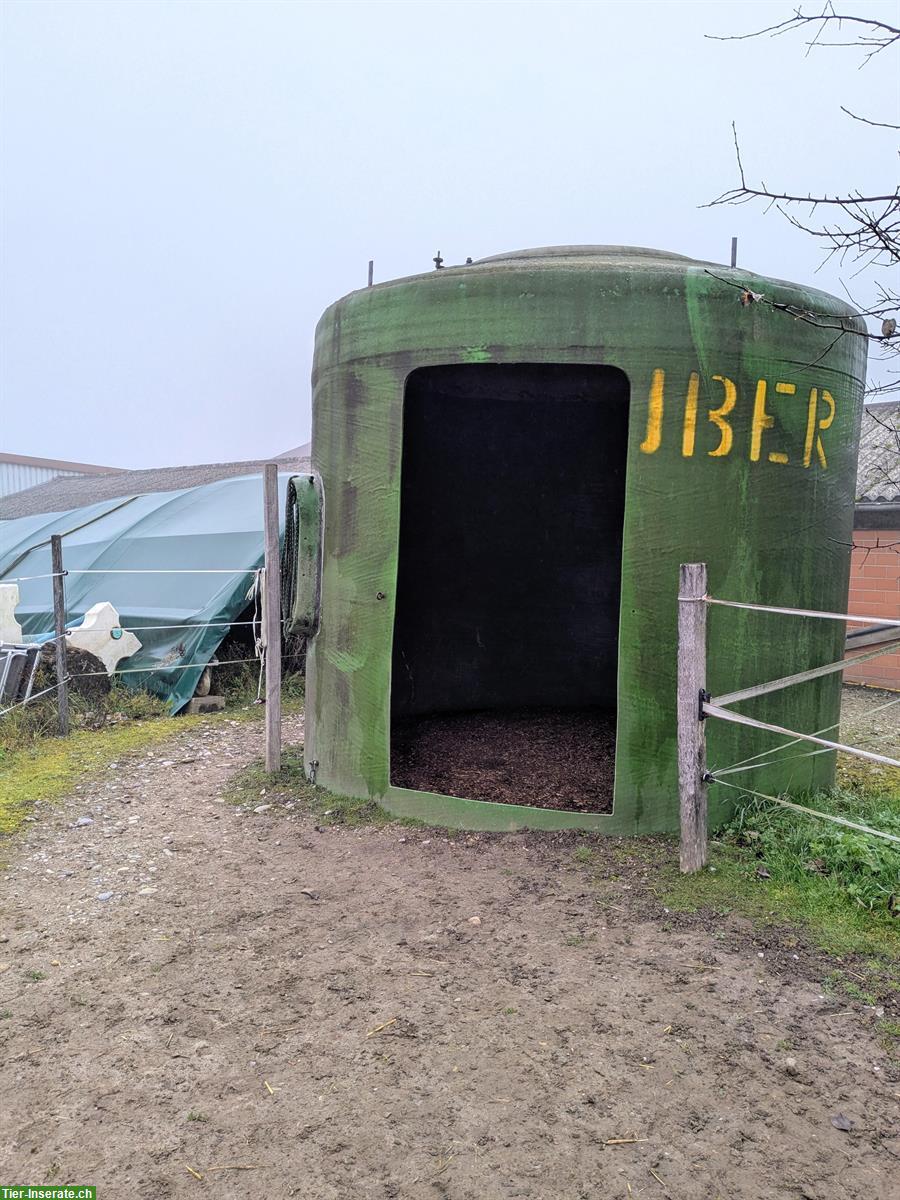 Bild 8: Pensionsplatz in kleiner Shettyherde zu vergeben // Selbstversorger