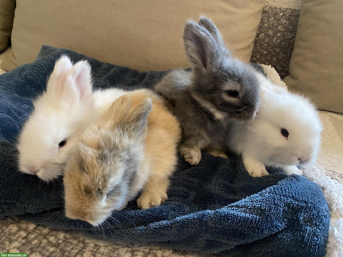 Englisch Angora Kaninchen, sehr menschenbezogen