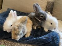 Englisch Angora Kaninchen, sehr menschenbezogen