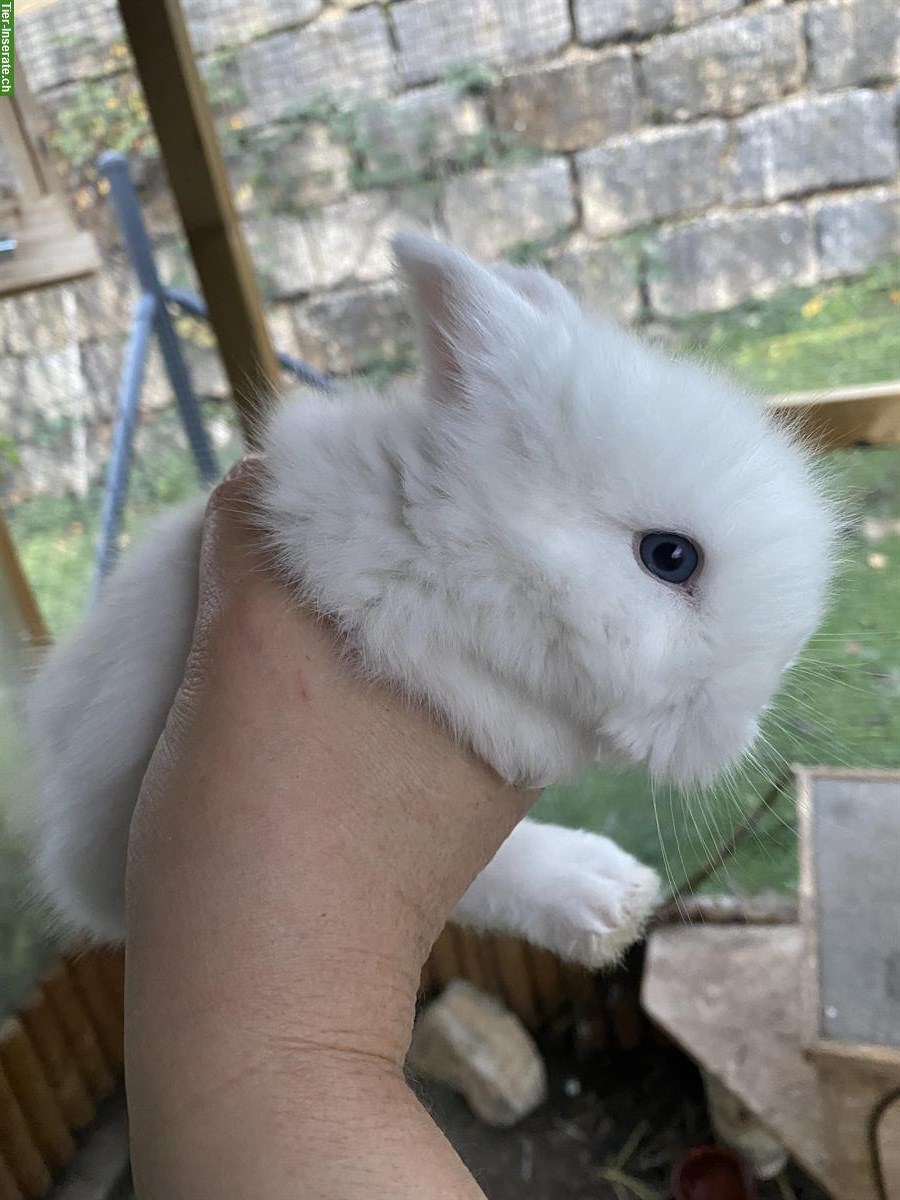 Bild 2: Englisch Angora Kaninchen, sehr menschenbezogen