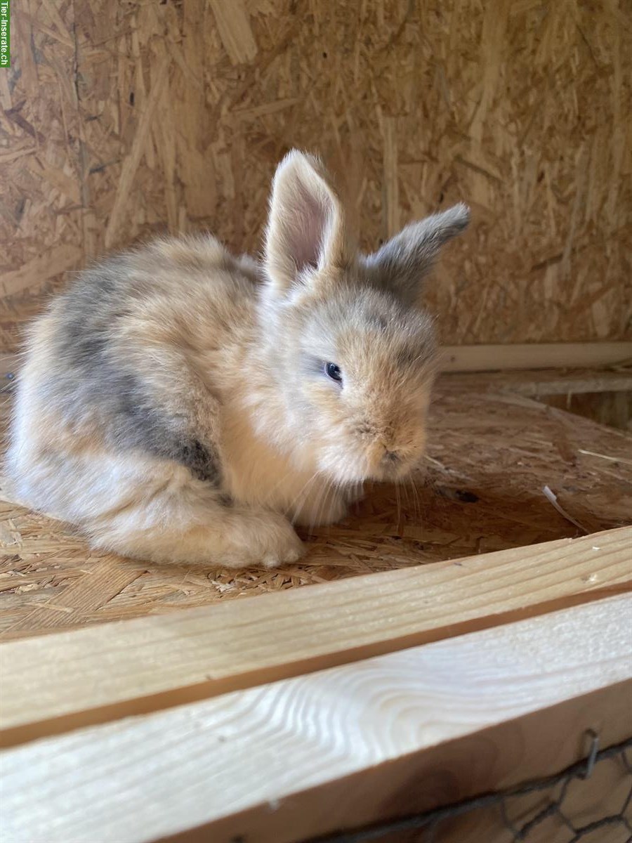 Bild 3: Englisch Angora Kaninchen, sehr menschenbezogen