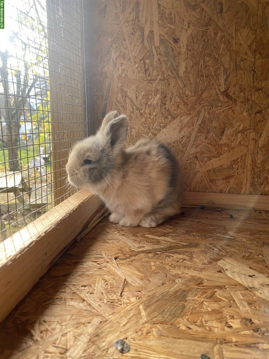 Bild 4: Englisch Angora Kaninchen, sehr menschenbezogen