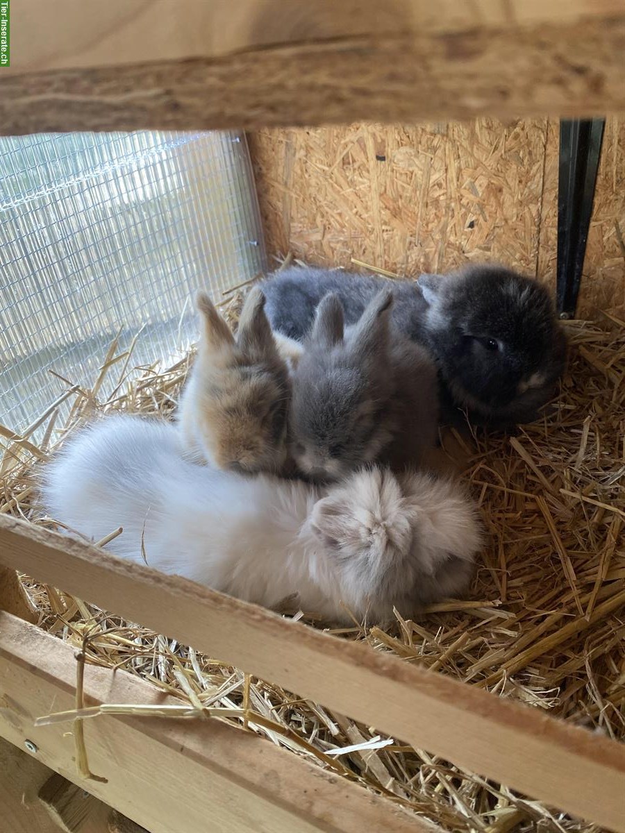 Bild 5: Englisch Angora Kaninchen, sehr menschenbezogen