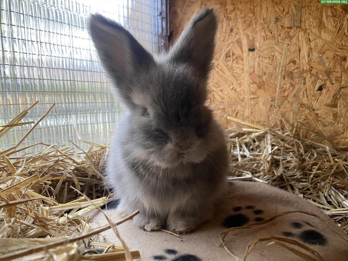 Bild 6: Englisch Angora Kaninchen, sehr menschenbezogen