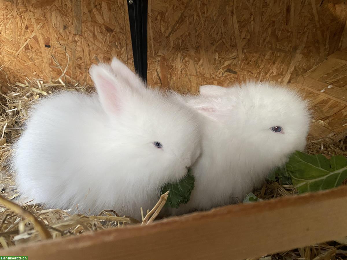 Bild 7: Englisch Angora Kaninchen suchen ein Zuhause