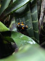 Oophaga histrionica (Pfeilgiftfrosch) Nachzuchten