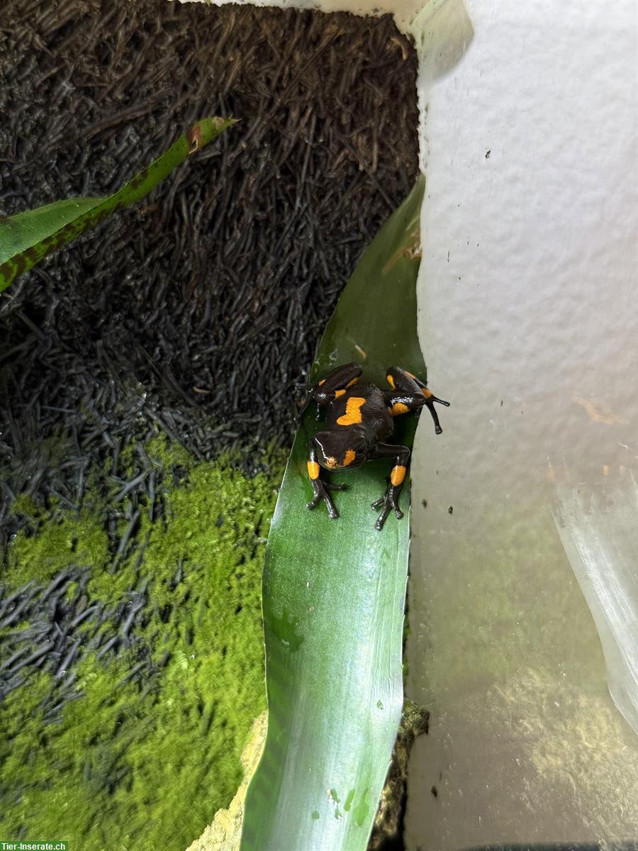 Bild 2: Oophaga histrionica (Pfeilgiftfrosch) Nachzuchten