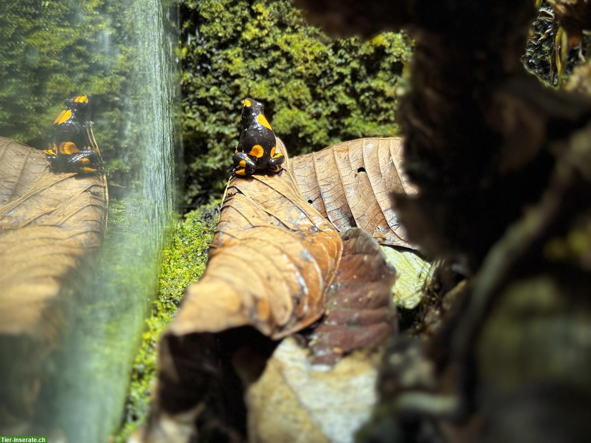 Bild 3: Oophaga histrionica (Pfeilgiftfrosch) Nachzuchten