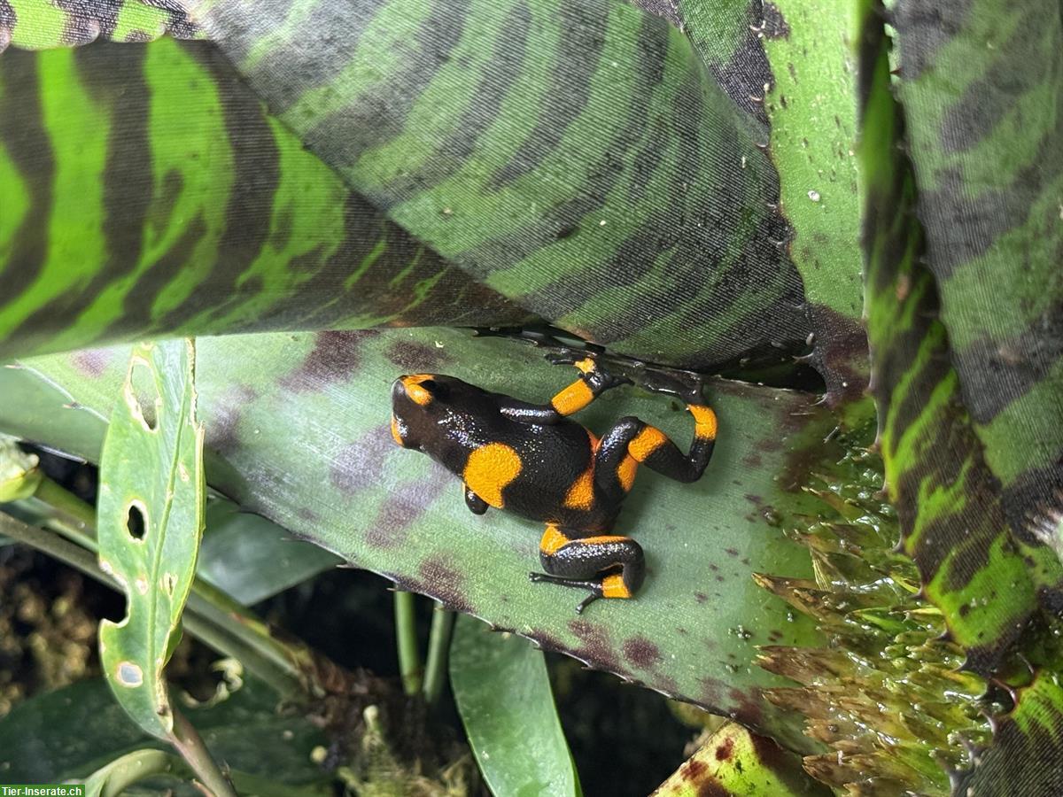 Bild 4: Oophaga histrionica (Pfeilgiftfrosch) Nachzuchten