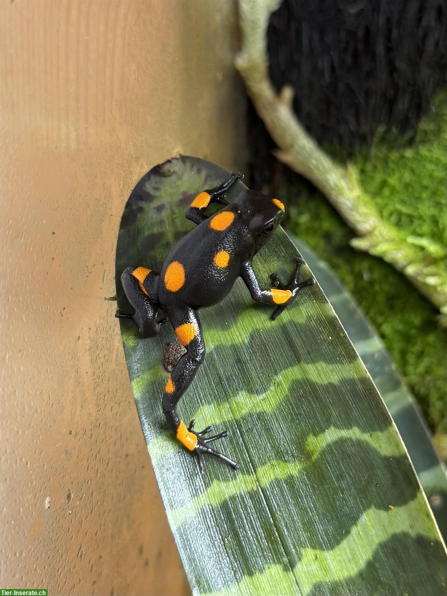 Bild 5: Oophaga histrionica (Pfeilgiftfrosch) Nachzuchten