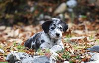 Australian Shepherd x Labrador Welpen vom Bauernhof