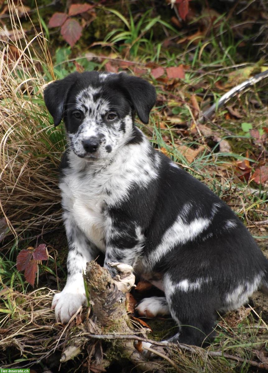 Bild 2: Australian Shepherd x Labrador Welpen vom Bauernhof