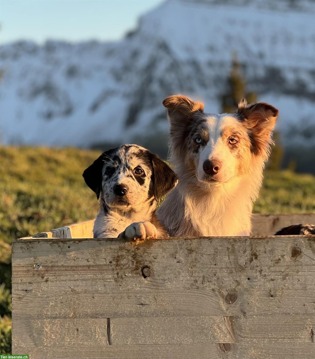 Bild 3: Australian Shepherd x Labrador Welpen vom Bauernhof