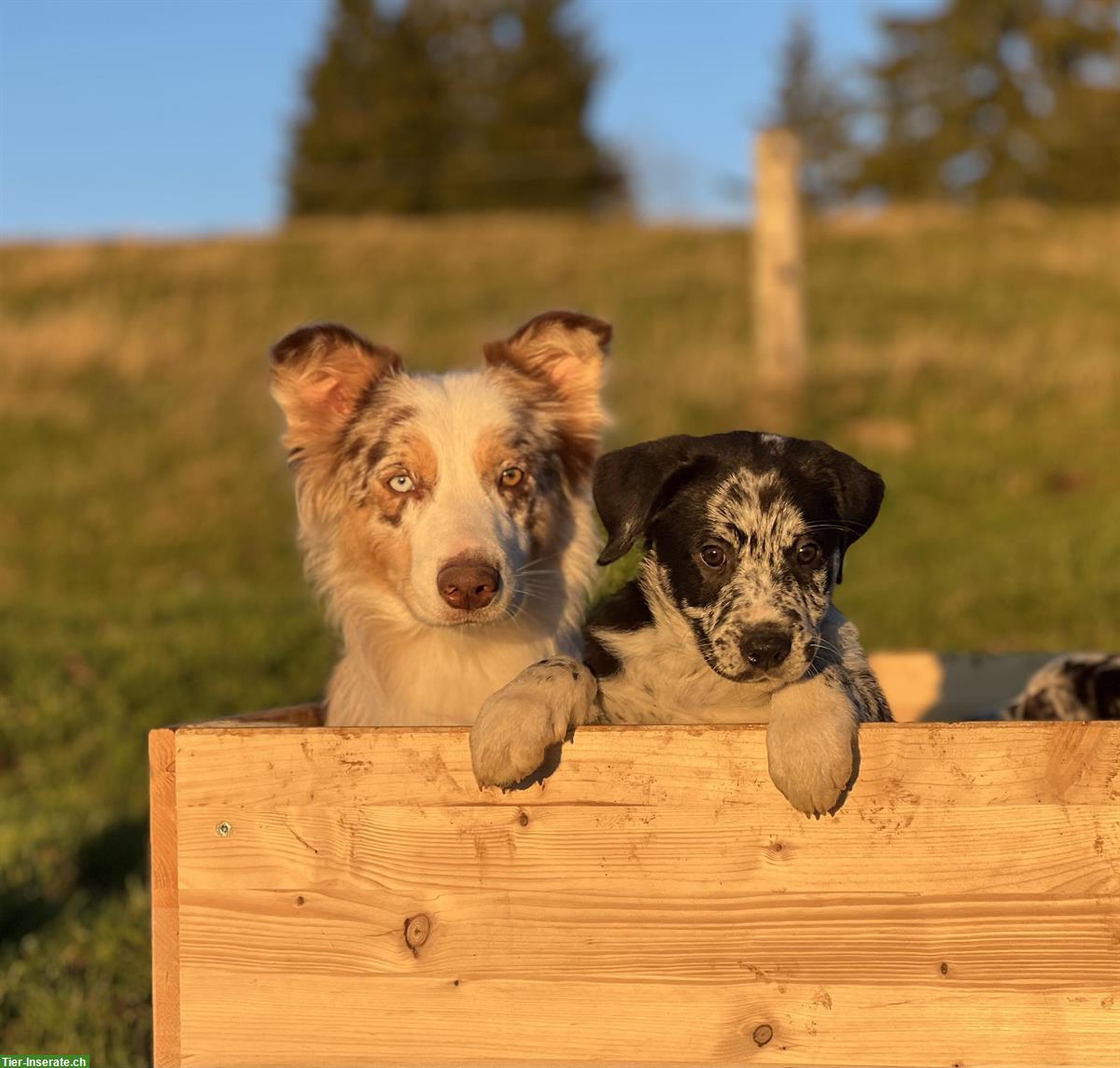 Bild 4: Australian Shepherd x Labrador Welpen vom Bauernhof