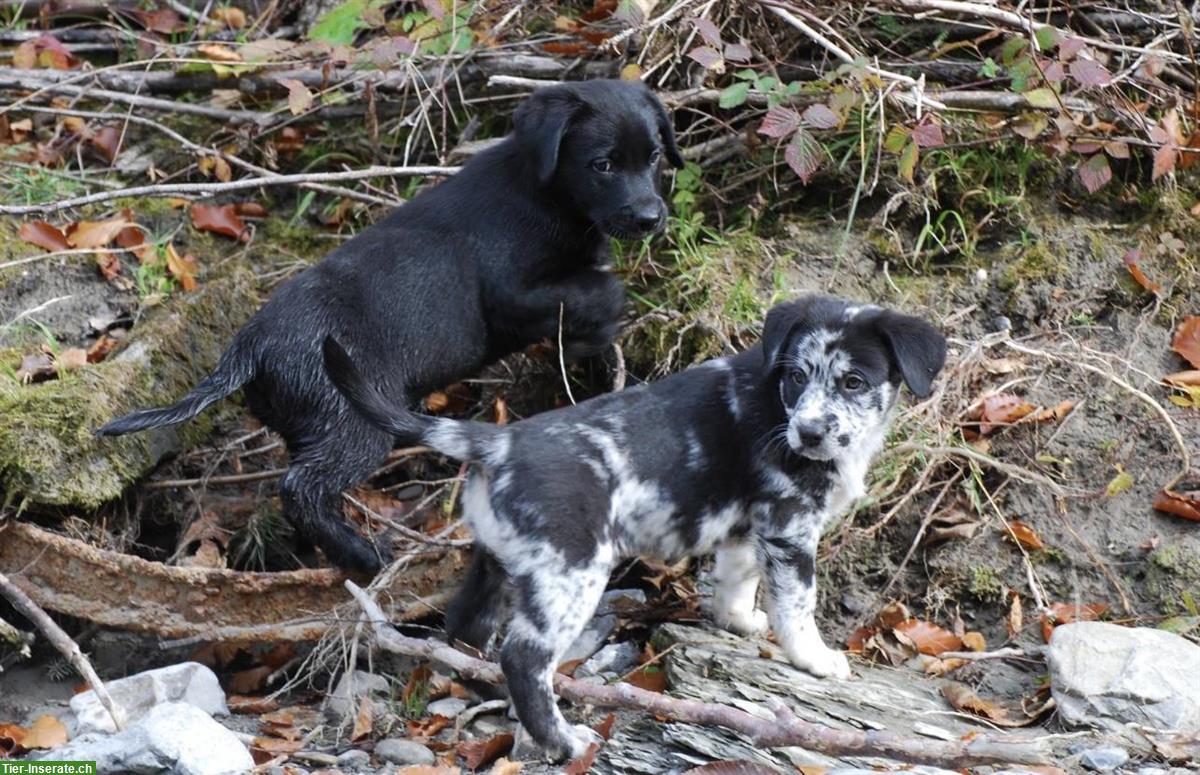 Bild 5: Australian Shepherd x Labrador Welpen vom Bauernhof