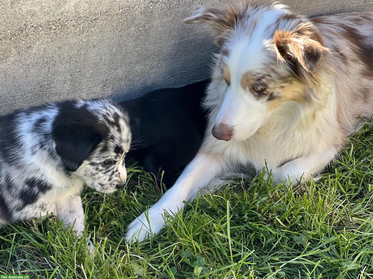Bild 6: Australian Shepherd x Labrador Welpen vom Bauernhof